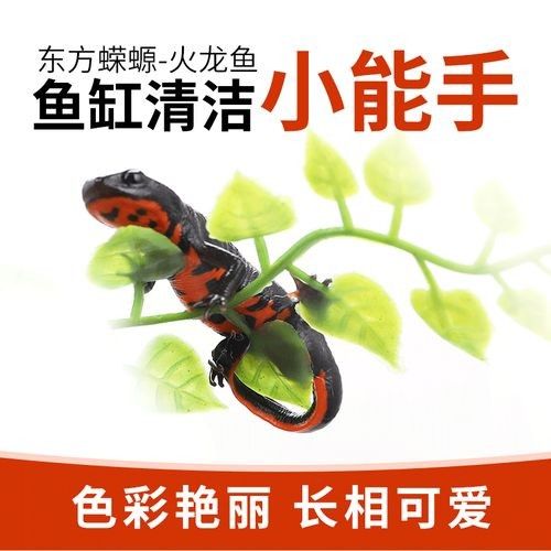 財神鸚鵡魚(財神鸚鵡魚怎么分公母)（財神魚和鸚鵡魚的區別）