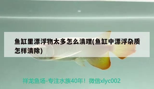 魚缸里漂浮物太多怎么清理(魚缸中漂浮雜質怎樣清除)（魚缸里漂浮物太多怎么清理）