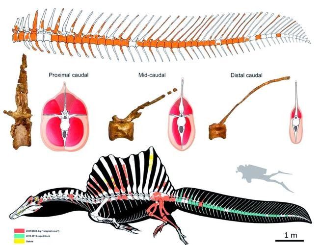 火龍魚如何應對天敵？（火龍魚如何應對多種天敵威脅） 火龍魚如何應對天敵？（火龍魚如何應對多種天敵威脅） 龍魚百科 第5張