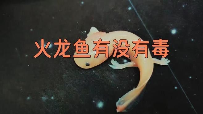 火龍魚如何應對天敵？（火龍魚如何應對多種天敵威脅） 火龍魚如何應對天敵？（火龍魚如何應對多種天敵威脅） 龍魚百科 第7張