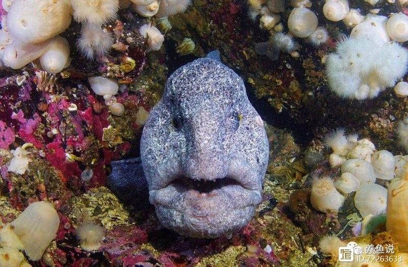 火龍魚如何應對天敵？（火龍魚如何應對多種天敵威脅） 火龍魚如何應對天敵？（火龍魚如何應對多種天敵威脅） 龍魚百科 第9張