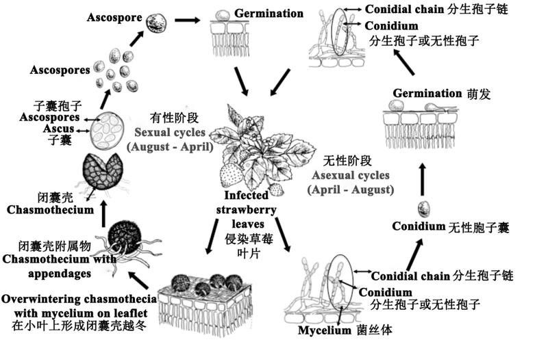 火龍魚如何應對天敵？（火龍魚如何應對多種天敵威脅） 火龍魚如何應對天敵？（火龍魚如何應對多種天敵威脅） 龍魚百科 第3張