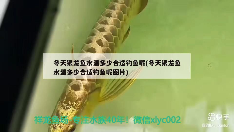 冬天銀龍魚(yú)水溫多少合適釣魚(yú)呢(冬天銀龍魚(yú)水溫多少合適釣魚(yú)呢圖片)（冬天銀龍魚(yú)水溫多少合適釣魚(yú)）
