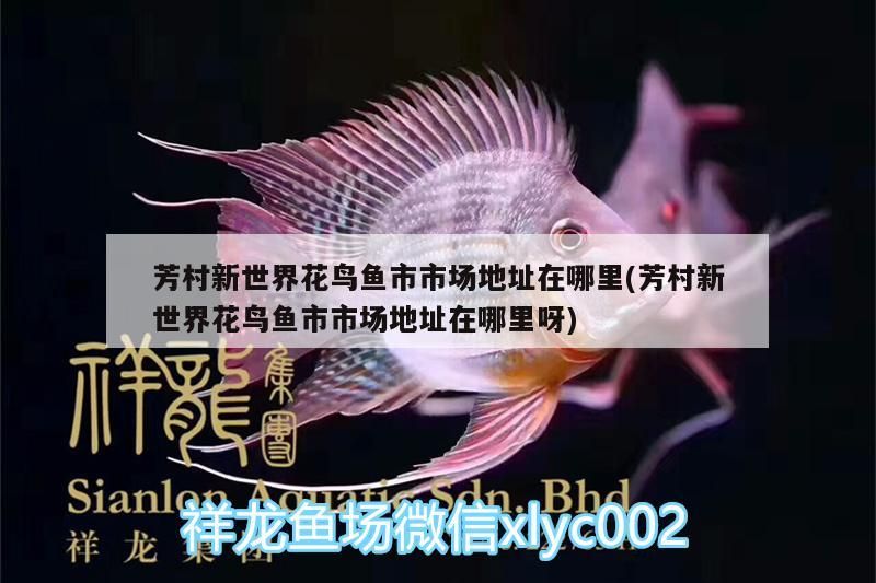 芳村新世界花鳥魚市市場地址在哪里(芳村新世界花鳥魚市市場地址在哪里呀)（廣州芳村花鳥魚蟲市場搬到了廣州市越和花鳥魚藝大世界）