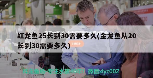 紅龍魚(yú)25長(zhǎng)到30需要多久(金龍魚(yú)從20長(zhǎng)到30需要多久)（紅龍魚(yú)25長(zhǎng)到30長(zhǎng)到30需要多久和金龍魚(yú)從20長(zhǎng)到30需要多久）