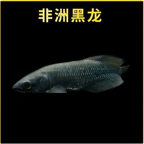 詳細(xì)閱讀:黑色龍魚的價(jià)格范圍是多少?(黑色龍魚價(jià)格行情證券之星黑魚(烏鱧)批發(fā)價(jià)格走勢(shì)) 黑色龍魚的價(jià)格范圍是多少?(黑色龍魚價(jià)格行情證券之星黑魚(烏鱧)批發(fā)價(jià)格走勢(shì))
