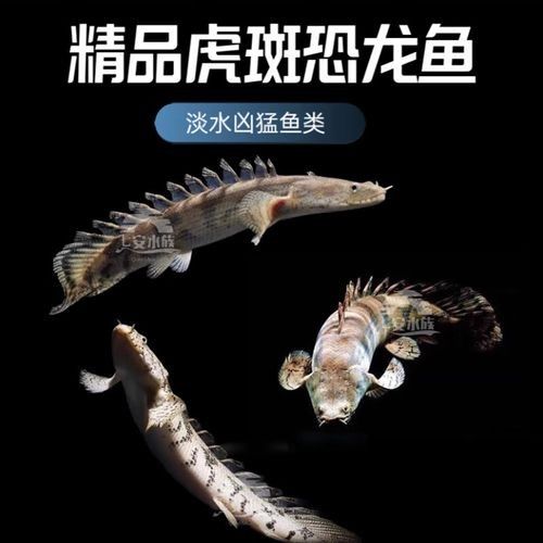 虎斑恐龍魚有哪些獨特的飼養技巧（虎斑恐龍魚怎么養） 虎斑恐龍魚有哪些獨特的飼養技巧（虎斑恐龍魚怎么養） 龍魚百科 第3張