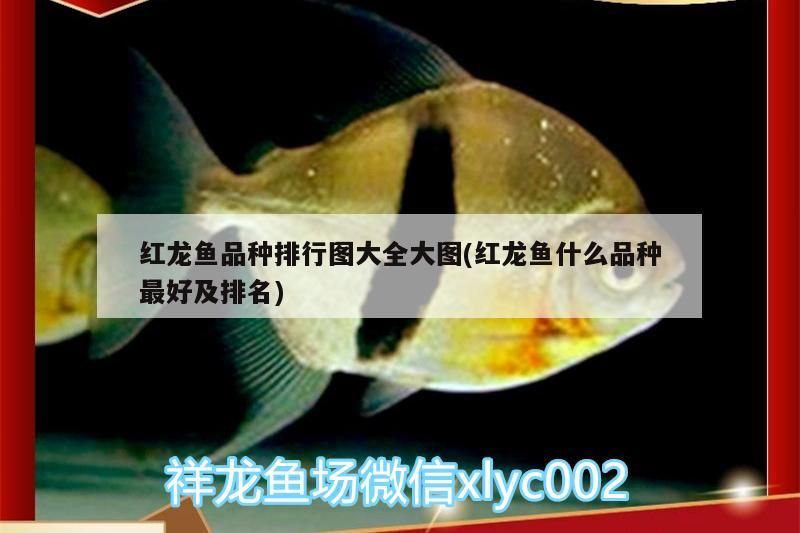 金龍魚魚缸要放多少鹽合適？，金龍魚魚缸要放多少鹽合適金龍魚魚缸中放鹽的方法