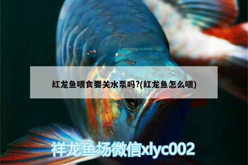 金龍魚 紅龍魚喂食要關(guān)水泵嗎?(紅龍魚怎么喂)(紅龍魚喂食要關(guān)水泵嗎) 觀賞魚百科 紅龍魚喂食要關(guān)水泵嗎?(紅龍魚怎么喂)(紅龍魚喂食要關(guān)水泵嗎) 紅龍魚喂食要關(guān)水泵嗎?(紅龍魚怎么喂)(紅龍魚喂食要關(guān)水泵嗎) 觀賞魚百科