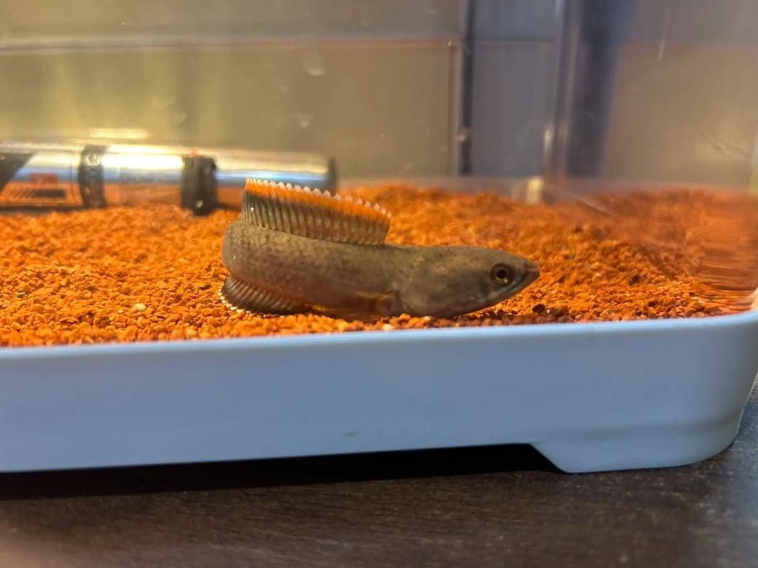 雷龍魚幼魚生長速度如何（雷龍魚一個月能長多少厘米）