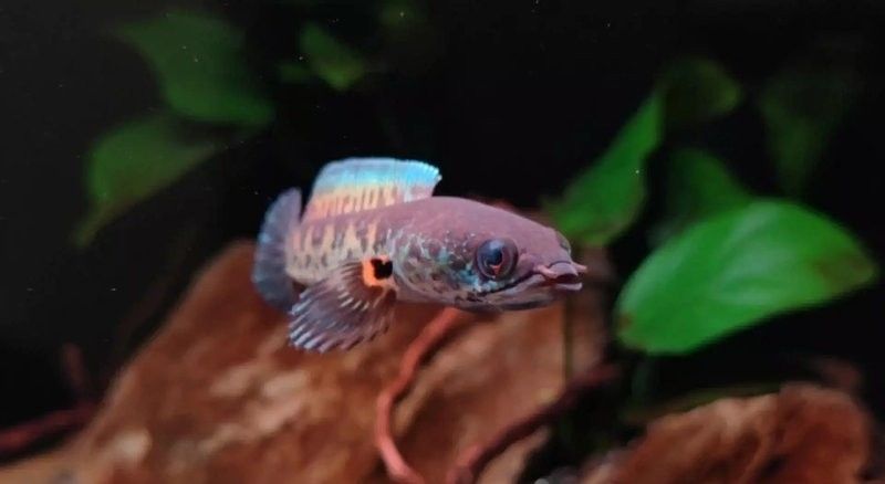 雷龍魚幼魚生長速度如何（雷龍魚一個月能長多少厘米）