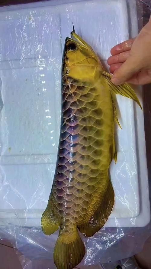 給我一張高清的金色龍魚照片（關于金色龍魚的介紹） 給我一張高清的金色龍魚照片（關于金色龍魚的介紹） 龍魚百科 第17張