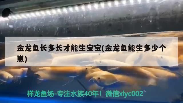 金龍魚長多長才能生寶寶(金龍魚能生多少個崽)（關于金龍魚長多長才能生寶寶的介紹） 金龍魚長多長才能生寶寶(金龍魚能生多少個崽)（關于金龍魚長多長才能生寶寶的介紹） 觀賞魚百科