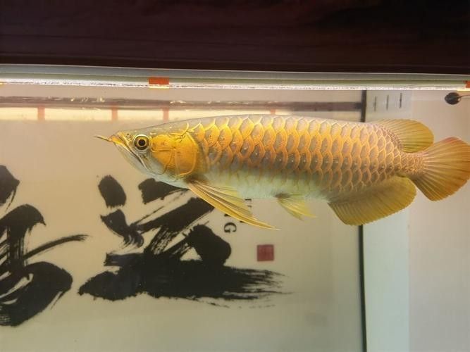 大同縣哪個水族館龍魚好？祥龍魚場龍魚（廣州大同縣祥龍魚場祥龍魚場·進口元寶鳳凰魚飼養全指南）