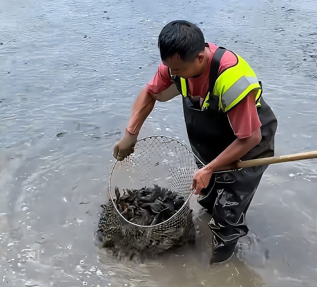 渠縣哪個水族館龍魚好？祥龍魚場龍魚（中國最貴龍魚前十名廣州龍魚祥龍魚場聽網友支招）