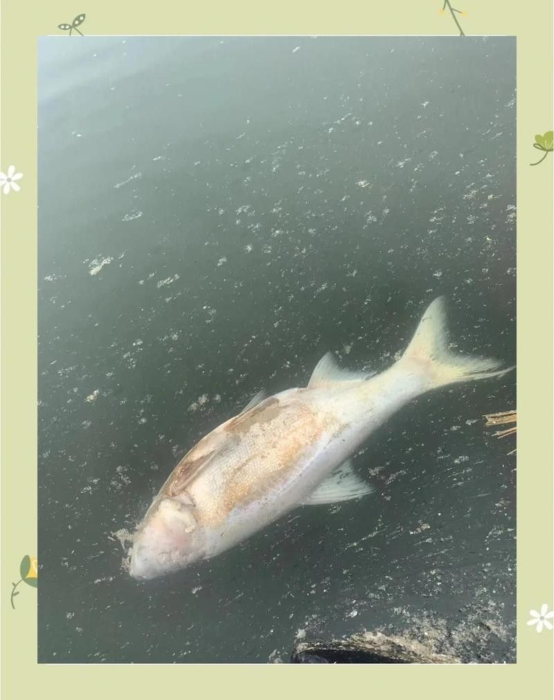 龍魚內外寄治療需要多久（龍魚內外寄治療周期）