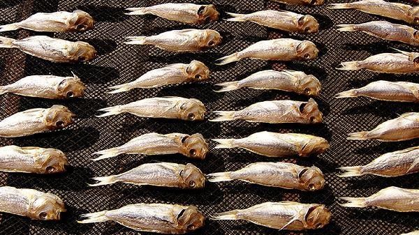 金龍魚魚膠和黃花魚魚膠哪個(gè)更滋補(bǔ)（金龍魚膠和黃花魚魚膠哪個(gè)好）