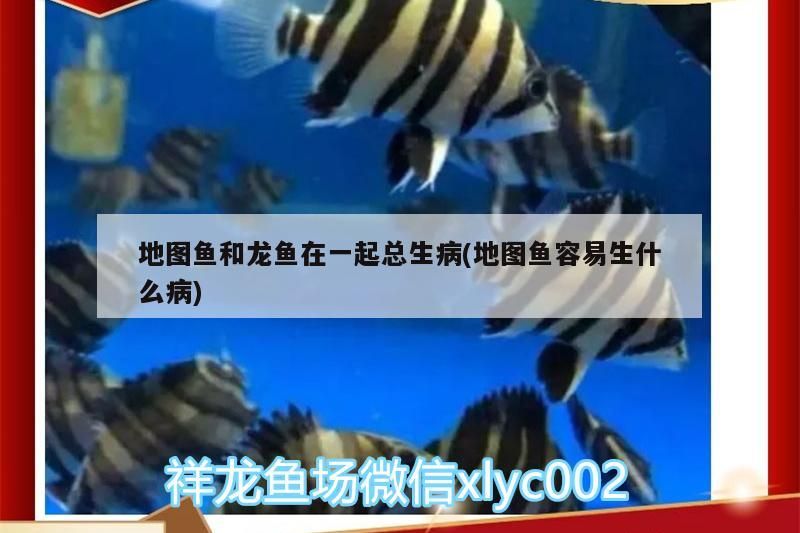 地圖魚和龍魚在一起總生病(地圖魚容易生什么病)（地圖魚可以和龍魚混養嗎）