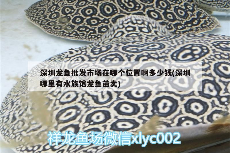深圳龍魚(yú)批發(fā)市場(chǎng)在哪個(gè)位置啊多少錢(qián)(深圳哪里有水族館龍魚(yú)苗賣(mài))（深圳龍魚(yú)批發(fā)市場(chǎng)在哪個(gè)位置啊） 深圳龍魚(yú)批發(fā)市場(chǎng)在哪個(gè)位置啊多少錢(qián)(深圳哪里有水族館龍魚(yú)苗賣(mài))（深圳龍魚(yú)批發(fā)市場(chǎng)在哪個(gè)位置啊） 觀賞魚(yú)百科