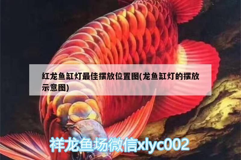 金龍魚 紅龍魚缸燈最佳擺放位置圖(龍魚缸燈的擺放示意圖)(紅龍魚缸燈最佳擺放位置圖) 觀賞魚百科 紅龍魚缸燈最佳擺放位置圖(龍魚缸燈的擺放示意圖)(紅龍魚缸燈最佳擺放位置圖) 紅龍魚缸燈最佳擺放位置圖(龍魚缸燈的擺放示意圖)(紅龍魚缸燈最佳擺放位置圖) 觀賞魚百科