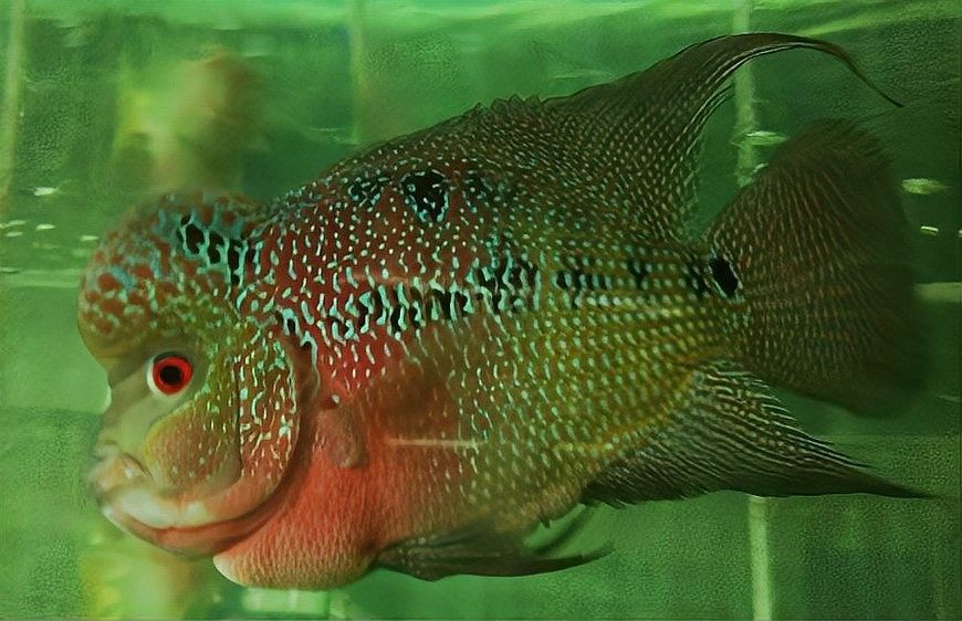 羅漢魚和龍魚混養需要多大的魚缸（養羅漢魚和龍魚混養對魚缸尺寸有較高要求以下因素） 羅漢魚和龍魚混養需要多大的魚缸（養羅漢魚和龍魚混養對魚缸尺寸有較高要求以下因素） 龍魚百科 第10張