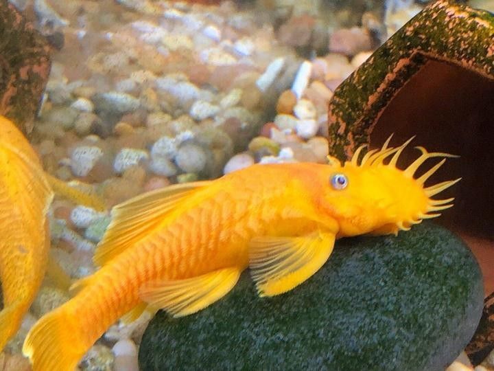 Golden Arowana的養殖難度如何？（goldenarowana（金心兜蘭好養嗎））