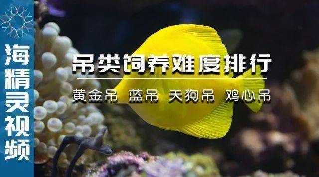 Golden Arowana的養殖難度如何？（goldenarowana（金心兜蘭好養嗎））