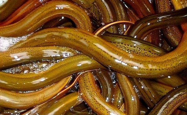 Golden Arowana的養殖難度如何？（goldenarowana（金心兜蘭好養嗎））