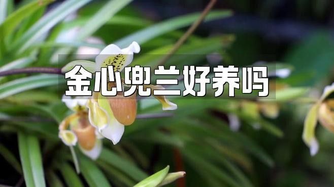 Golden Arowana的養殖難度如何？（goldenarowana（金心兜蘭好養嗎））