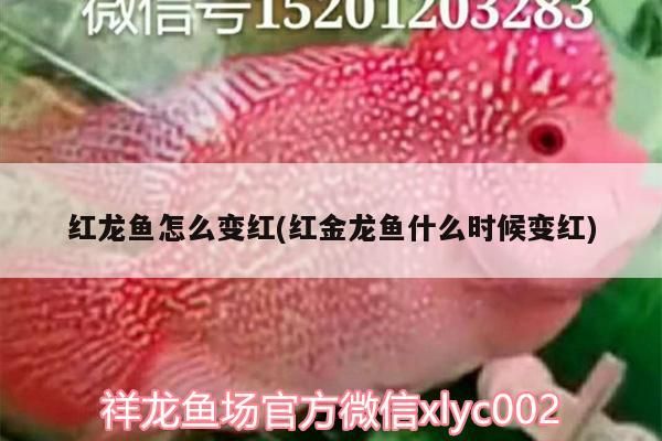 如何判斷魚是否新鮮（如何判斷魚是否新鮮是確保食用安全的重要步驟以下關鍵指標和方法）