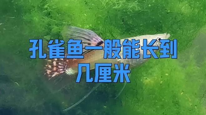 孔雀龍魚能長多大（孔雀魚能長多大）