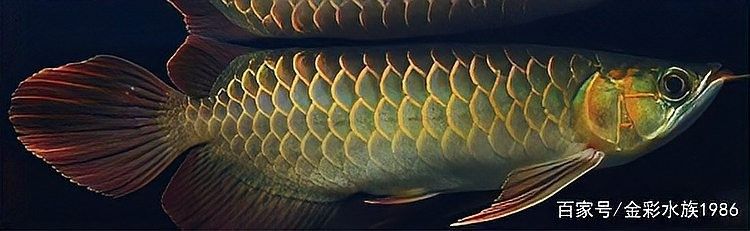 辣椒紅龍和血紅龍有什么區別？（你是不是不會鑒別紅龍魚品種） 辣椒紅龍和血紅龍有什么區別？（你是不是不會鑒別紅龍魚品種） 龍魚百科 第10張