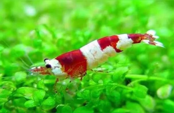 港務區龍魚:凍蝦仁適合喂龍魚嗎（港務區龍魚:凍蝦仁適合喂龍魚嗎，凍蝦仁適合喂食嗎）