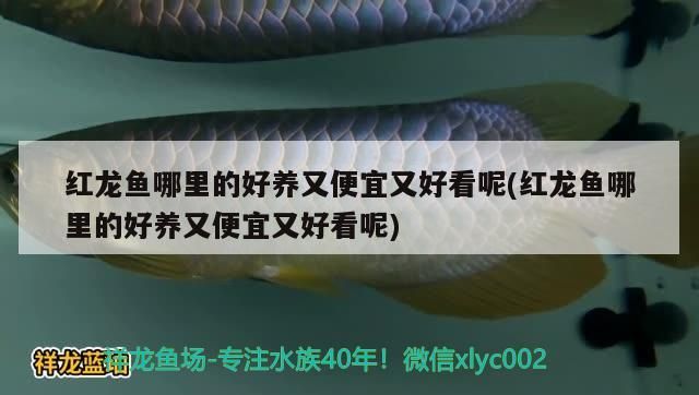 港務區龍魚:凍蝦仁適合喂龍魚嗎（港務區龍魚:凍蝦仁適合喂龍魚嗎，凍蝦仁適合喂食嗎）