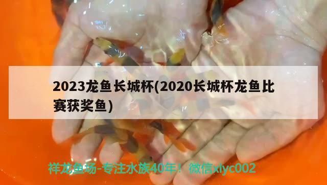 龍魚干蝦有營養(yǎng)嗎 2023龍魚長城杯(2020長城杯龍魚比賽獲獎魚)(2023龍魚長城杯) 觀賞魚百科 2023龍魚長城杯(2020長城杯龍魚比賽獲獎魚)(2023龍魚長城杯) 2023龍魚長城杯(2020長城杯龍魚比賽獲獎魚)(2023龍魚長城杯) 觀賞魚百科