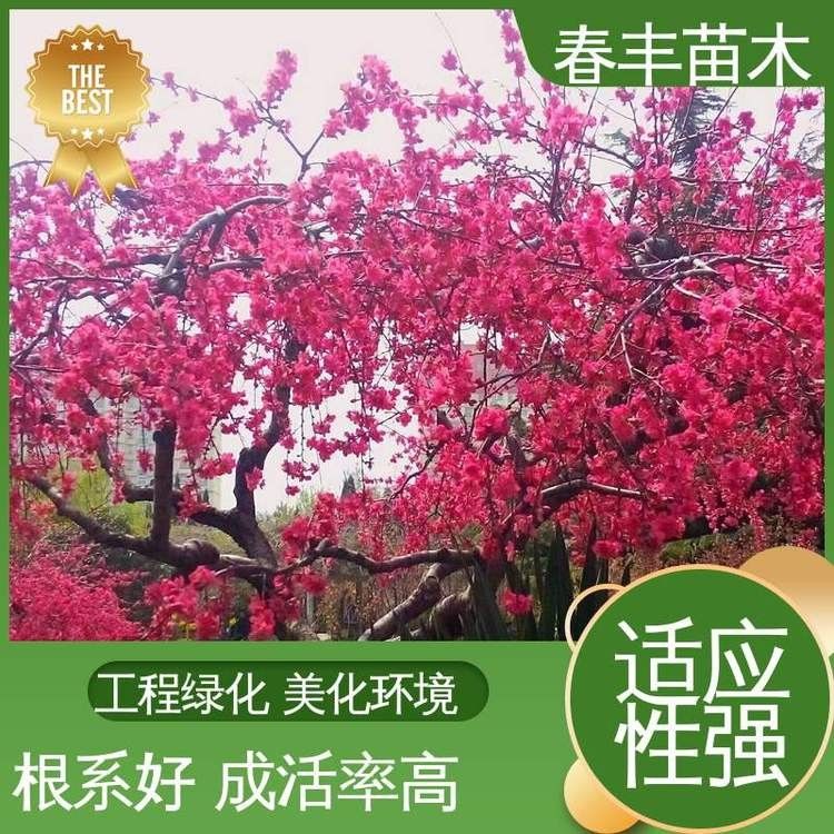 巴卡雷龍魚苗價格是多少（卡雷龍魚苗的價格因地區(qū)、季節(jié)和供應量的不同而有所變化）