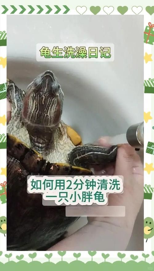 龍龜圖片如何保養(yǎng)？（關于龍龜?shù)谋ｐB(yǎng)建議） 龍龜圖片如何保養(yǎng)？（關于龍龜?shù)谋ｐB(yǎng)建議） 龍魚百科 第4張