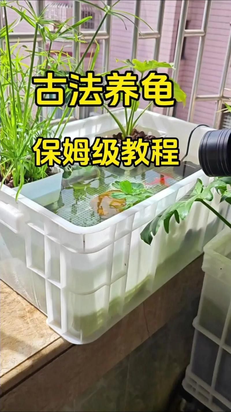 龍龜圖片如何保養(yǎng)？（關于龍龜?shù)谋ｐB(yǎng)建議） 龍龜圖片如何保養(yǎng)？（關于龍龜?shù)谋ｐB(yǎng)建議） 龍魚百科 第24張