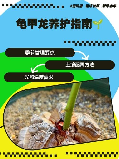 龍龜圖片如何保養(yǎng)？（關于龍龜?shù)谋ｐB(yǎng)建議） 龍龜圖片如何保養(yǎng)？（關于龍龜?shù)谋ｐB(yǎng)建議） 龍魚百科 第23張