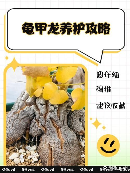 龍龜圖片如何保養(yǎng)？（關于龍龜?shù)谋ｐB(yǎng)建議） 龍龜圖片如何保養(yǎng)？（關于龍龜?shù)谋ｐB(yǎng)建議） 龍魚百科 第29張
