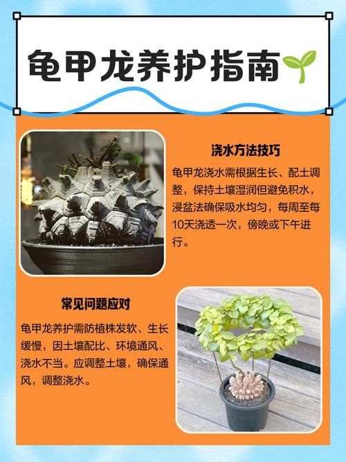 龍龜圖片如何保養(yǎng)？（關于龍龜?shù)谋ｐB(yǎng)建議） 龍龜圖片如何保養(yǎng)？（關于龍龜?shù)谋ｐB(yǎng)建議） 龍魚百科 第31張