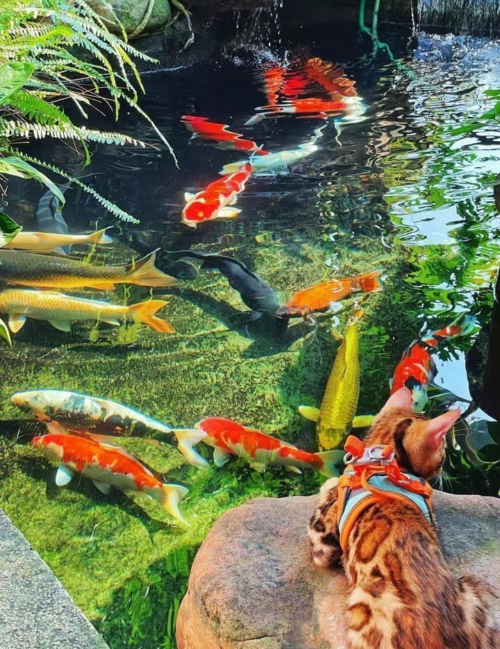 龍魚不愛動有哪些癥狀（造成龍魚不愛游動的4個可能性）