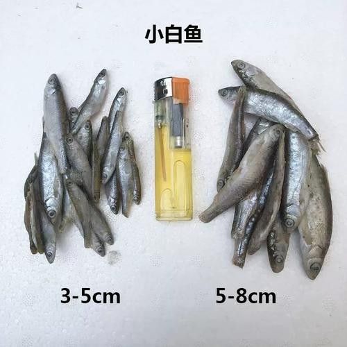 哪個品牌的龍魚凍食口碑最好（口碑最好的龍魚凍食品牌排行榜京東龍魚飼料蝦品牌排行榜）