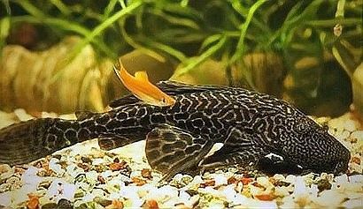 龍魚和清道夫混養需要注意什么？（清道夫和龍魚混養指南:清道夫和錦鯉能一起養嗎） 龍魚和清道夫混養需要注意什么？（清道夫和龍魚混養指南:清道夫和錦鯉能一起養嗎） 龍魚百科 第10張