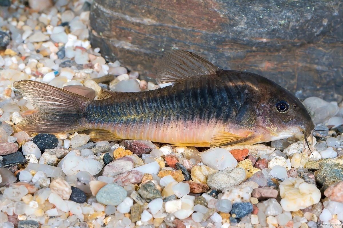 龍魚和清道夫混養需要注意什么？（清道夫和龍魚混養指南:清道夫和錦鯉能一起養嗎） 龍魚和清道夫混養需要注意什么？（清道夫和龍魚混養指南:清道夫和錦鯉能一起養嗎） 龍魚百科 第13張
