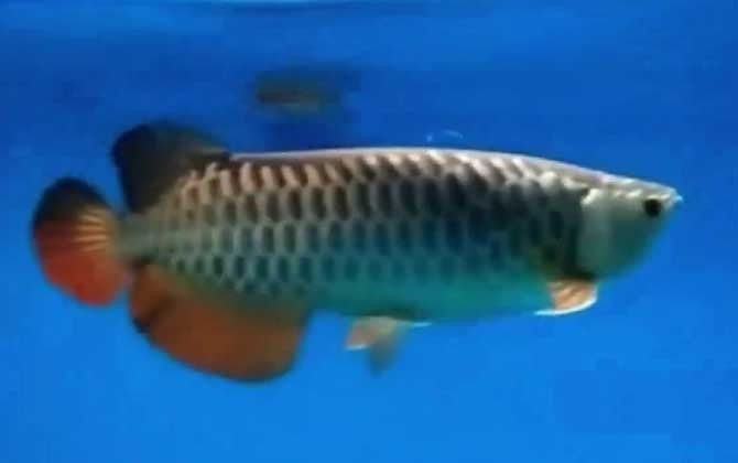 高背金龍魚的最大能長多大（揭秘金龍魚：從寶石到過背的品種特征及選購指南） 高背金龍魚的最大能長多大（揭秘金龍魚：從寶石到過背的品種特征及選購指南） 龍魚百科 第3張