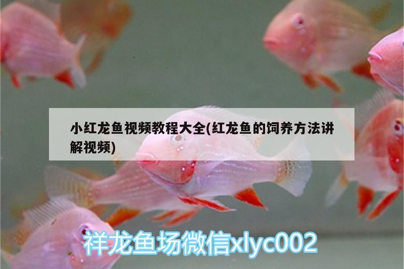 福龍 小紅龍魚視頻教程大全(紅龍魚的飼養方法講解視頻)(小紅龍魚怎么養,小紅龍魚的飼養方法) 觀賞魚百科 小紅龍魚視頻教程大全(紅龍魚的飼養方法講解視頻)(小紅龍魚怎么養,小紅龍魚的飼養方法) 小紅龍魚視頻教程大全(紅龍魚的飼養方法講解視頻)(小紅龍魚怎么養,小紅龍魚的飼養方法) 觀賞魚百科
