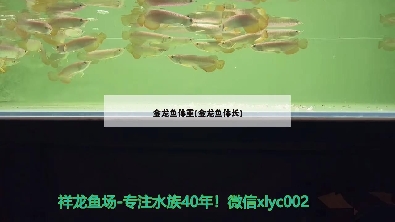 金龍魚體重(金龍魚體長)（金龍魚體長、體重對應(yīng)的相關(guān)信息）
