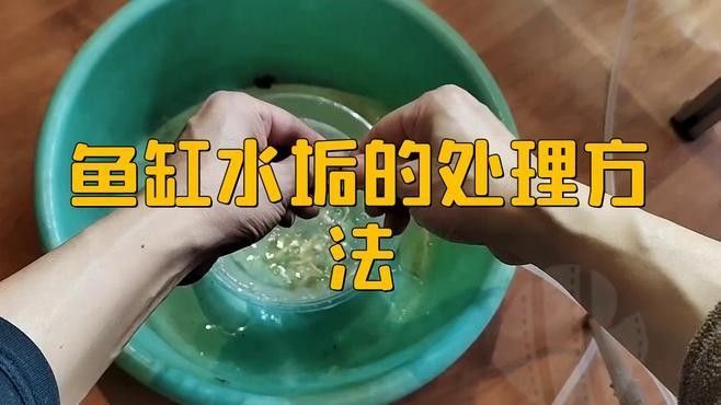 龍魚(yú)缸徹底清理的具體步驟（天山可可:魚(yú)缸糞便清理全攻略）