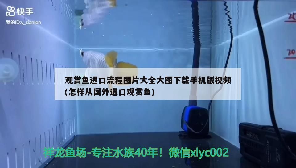 觀賞魚(yú)進(jìn)口流程圖片大全大圖下載手機(jī)版視頻(怎樣從國(guó)外進(jìn)口觀賞魚(yú))（觀賞魚(yú)養(yǎng)殖技術(shù)）